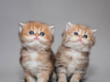 Кошки, котята Британская длинношёрстная, цена 12500 Грн., Фото