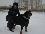Собаки, щенята Ротвейлер, ціна 4000 Грн., Фото