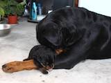 Собаки, щенята Ротвейлер, ціна 20000 Грн., Фото