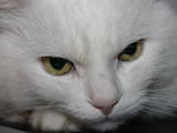 Кошки, котята Турецкая ангора, цена 400 Грн., Фото