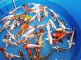 Рыбки, аквариумы Рыбки, цена 300 Грн., Фото