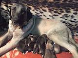 Собаки, щенки Турецкий кангал, цена 5000 Грн., Фото