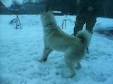 Собаки, щенята Східно-сибірська лайка, ціна 3500 Грн., Фото