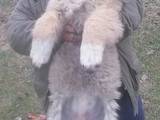 Собаки, щенки Кавказская овчарка, цена 5000 Грн., Фото