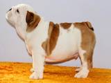 Собаки, щенки Английский бульдог, цена 9580 Грн., Фото