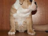 Собаки, щенята Англійський бульдог, ціна 9580 Грн., Фото