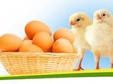 Продовольство Яйця, ціна 1.27 Грн., Фото