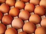 Продовольствие Яйца, цена 1.27 Грн., Фото