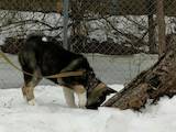 Собаки, щенята Американський акіта, ціна 12000 Грн., Фото