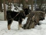 Собаки, щенки Американский акита, цена 12000 Грн., Фото