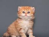 Кошки, котята Британская длинношёрстная, цена 31000 Грн., Фото