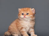 Кішки, кошенята Британська довгошерста, ціна 31000 Грн., Фото
