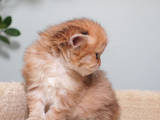 Кошки, котята Британская длинношёрстная, цена 31000 Грн., Фото