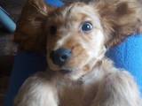 Собаки, щенята Англійський коккер, ціна 5400 Грн., Фото