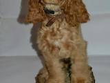 Собаки, щенята Англійський коккер, ціна 5400 Грн., Фото