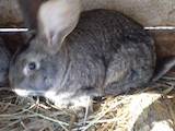 Гризуни Кролики, ціна 500 Грн., Фото
