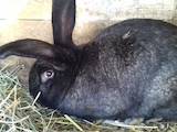 Грызуны Кролики, цена 500 Грн., Фото
