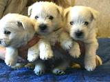 Собаки, щенята Вестхайленд уайт тер'єр, ціна 26000 Грн., Фото