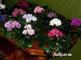 Домашні рослини Фіалки, ціна 8 Грн., Фото