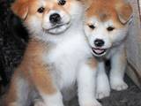 Собаки, щенки Акита-ину, цена 40000 Грн., Фото
