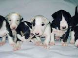 Собаки, щенки Бультерьер, цена 18000 Грн., Фото