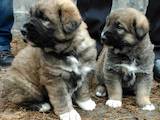 Собаки, щенки Восточно-Европейская овчарка, цена 1500 Грн., Фото