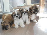 Собаки, щенята Ши-тцу, ціна 2300 Грн., Фото