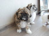 Собаки, щенки Ши-тцу, цена 2300 Грн., Фото