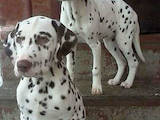 Собаки, щенки Далматин, цена 3000 Грн., Фото