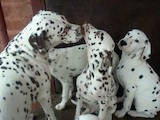 Собаки, щенята Далматин, ціна 3000 Грн., Фото