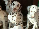 Собаки, щенята Далматин, ціна 3000 Грн., Фото