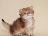 Кішки, кошенята Британська довгошерста, ціна 19000 Грн., Фото