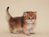 Кошки, котята Британская длинношёрстная, цена 19000 Грн., Фото