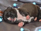 Собаки, щенята Американський стаффордширський тер'єр, ціна 15000 Грн., Фото