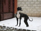 Собаки, щенята Салюк, ціна 3000 Грн., Фото