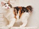 Кішки, кошенята Курильський бобтейл, ціна 5000 Грн., Фото