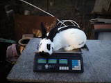 Тваринництво,  Сільгосп тварини Кролики, Нутрії, ціна 500 Грн., Фото