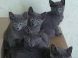 Кішки, кошенята Російська блакитна, ціна 8000 Грн., Фото
