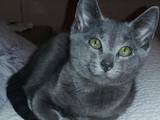 Кошки, котята Русская голубая, цена 8000 Грн., Фото