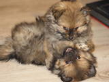 Собаки, щенки Карликовый шпиц, цена 4500 Грн., Фото