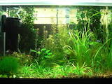 Рыбки, аквариумы Водные растения, цена 5 Грн., Фото