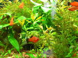 Рибки, акваріуми Водні рослини, ціна 5 Грн., Фото