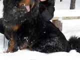 Собаки, щенята Тибетський мастиф, ціна 90000 Грн., Фото
