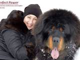 Собаки, щенки Тибетский мастиф, цена 90000 Грн., Фото