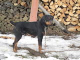 Собаки, щенята Західно-Сибірська лайка, ціна 3000 Грн., Фото