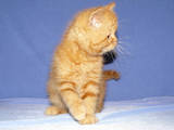 Кошки, котята Британская короткошерстная, цена 5000 Грн., Фото