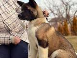Собаки, щенята Американський акіта, ціна 9000 Грн., Фото