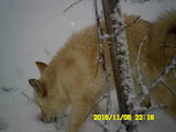 Собаки, щенки Западно-Сибирская лайка, цена 650 Грн., Фото