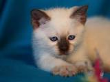 Кошки, котята Тайская, цена 6000 Грн., Фото