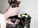 Собаки, щенки Йоркширский терьер, цена 13500 Грн., Фото